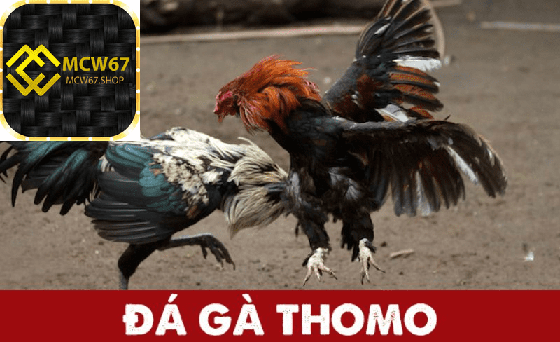 Đá Gà Thomo